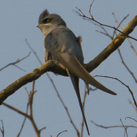 Crested Treeswift